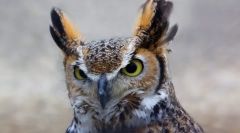 Sowa w ludzkiej kulturze